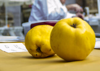close-up twee gele appels