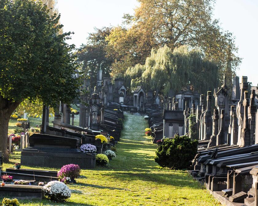 Wandelpad tussen de graven met treurwilg in de achtergrond.