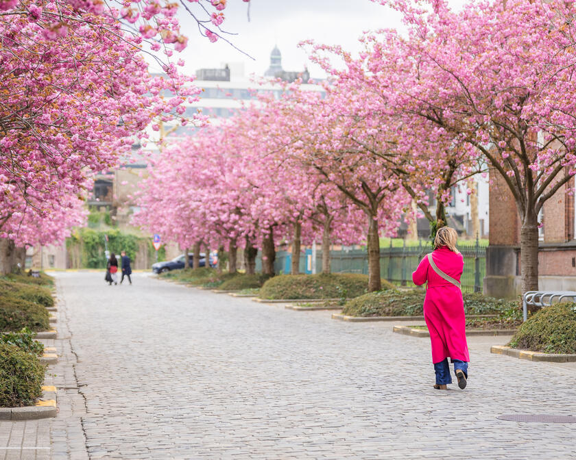 Japanse kerselaars in bloei