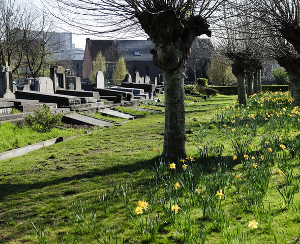 Gravestones next to a lawn with crocus flowers