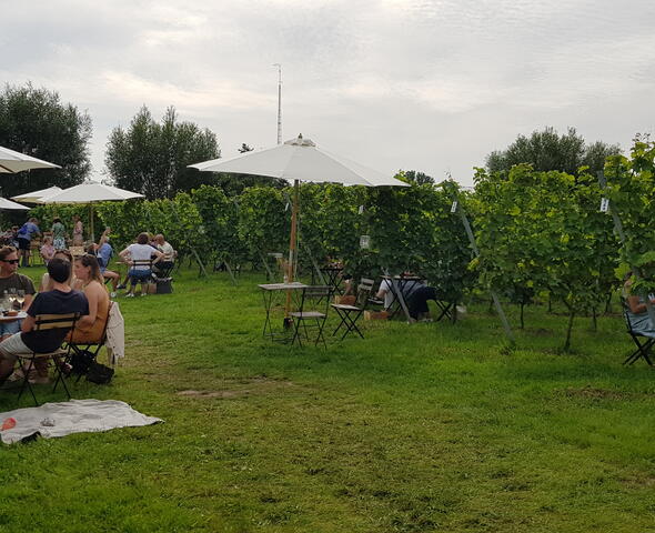 Sur une pelouse, à côté et au milieu des vignes, des gens sont assis à différentes tables. Ils mangent et boivent un verre.