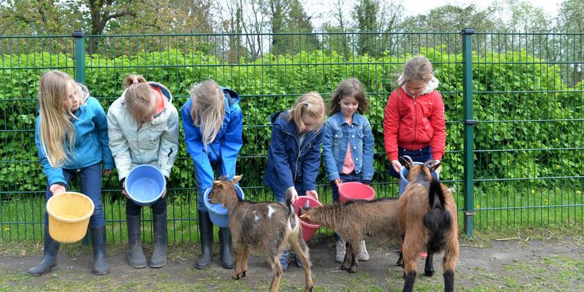 6 meisjes voederen 3 geiten op kinderboerderij