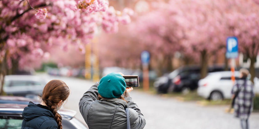 Twee dames nemen foto van de prachtige bloeiende bomen aan de Bijloke