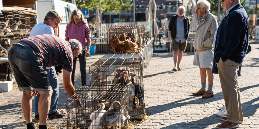 Die Menschen schauen sich Tiere auf einem Markt an