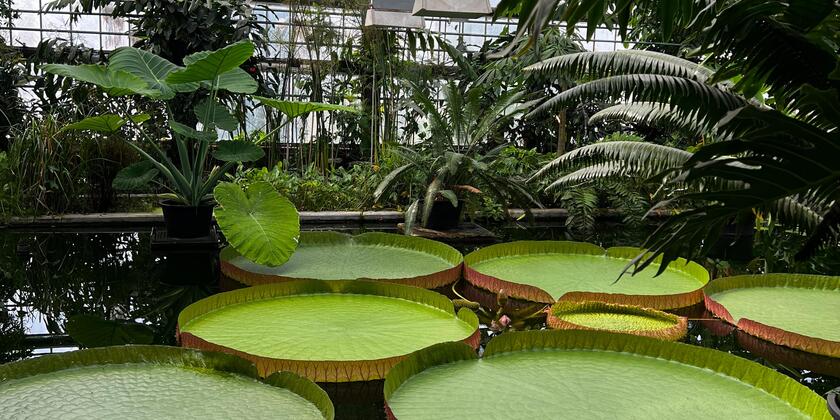 Waterlelies