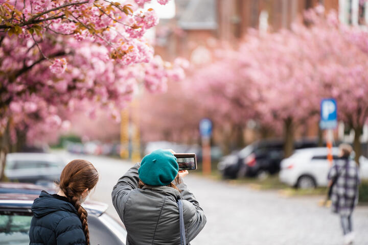 Two ladies take photo of beautiful flowering trees at the Bijloke