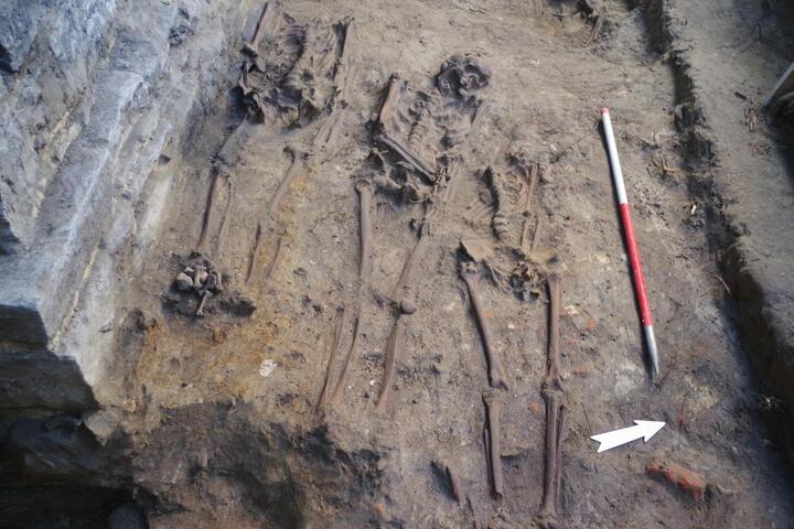 Archäologen entdeckten in der Krypta und im bischöflichen Garten der St.-Bavo-Kathedrale mehr als 1.000 Skelette