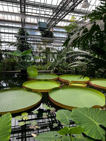 ©GUM & Plantentuin Waterlelies