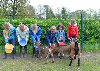 6 meisjes voederen 3 geiten op kinderboerderij