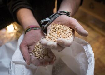 Bierbrouwerij: close-up van handen die graan vasthouden