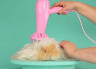Animal getting a hair brushing