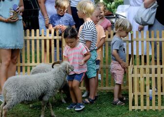 Kinderen die schapen aan het voederen zijn