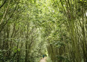 Smal wandelpad doorheen het bos in de Gentbrugse Meersen.