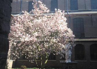 Blossoming tree in courtyard