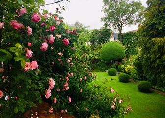 Zicht op zeer groene tuin, rozenstruik aan linkerzijde.
