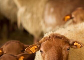 Red Ardennes sheep