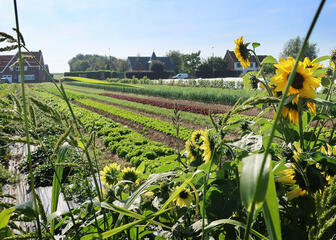 Fields with fresh vegetables and sunflowers