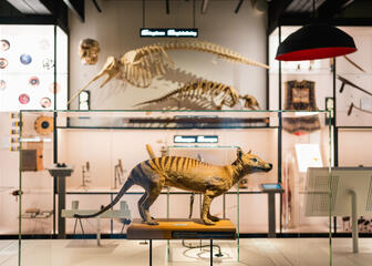 Opgezette vos in het GUM museum