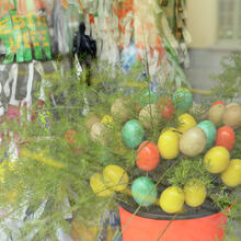 paaseitjes in plant