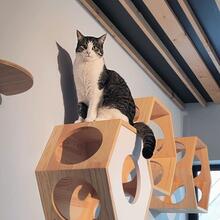 Hector waits to play on one of the tall cat furniture